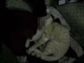 Mi Lychti