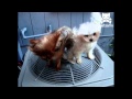 Adorable puppies get a blow dry