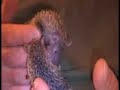 Baby Tenrecs Annointing Baby Tenrecs Annointing
