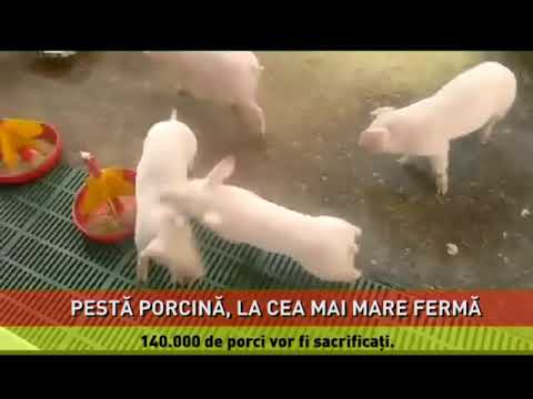140 000 de porci vor fi sacrificaţi