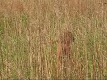 Rhodesian Ridgeback hunting