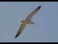 cien gaviotas