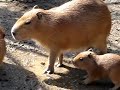 Capybara Baby at saitama zoo
