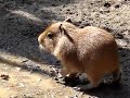 Capybara Baby at saitama zoo