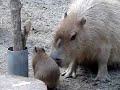 Capybara Baby at saitama zoo