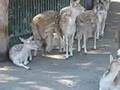 Deer Park Marineland
