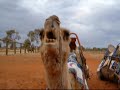 ラクダ動画