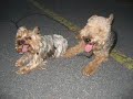 Macy & Lucy www.k9command.com