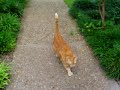 Frisky hides from Nardo