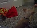 RAWWWR