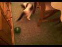 Cat Attacks Hamster