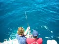 Bull Shark Fight Orange Beach Alabama On Distraction Charter Bull Shark Fight Orange Beach Alabama On Distraction Charter