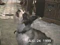 Talking dogs