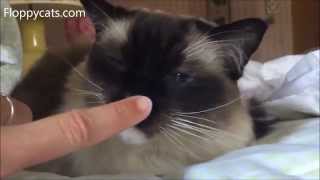 Seal Mitted Ragdoll Cat Caymus Being Lovable - ねこ - ラグドール - Floppycats