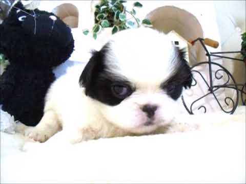 YouTube Preview Image