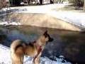 Akita Maximaus: Snow and Duck Attack