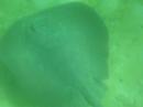 Sting Ray at Xel-Ha Manele-Gratis.net