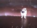 Pug mops sliding inside a giant metal tube! Very funy