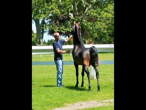 horses grand national