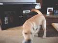 Labrador Retriever video