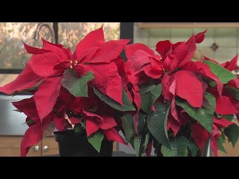 how to care for poinsettias