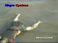Cyclone Myanmar 2008_2