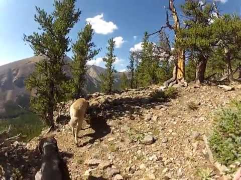 turkish shepherd dog - This is a video of me hiking Pike National Forest with my Tosa Inu (土佐犬)