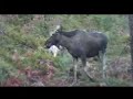Tassen og Kvitskjæret\ Tassen og Kvitskjæret\