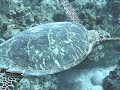 Little Cayman Diving - March 12, 2008 Little Cayman Diving - March 12, 2008