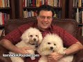 Bichon Frise Adoption