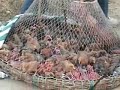 Cruel birds transportation in India