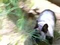 Bulldog del Valle video