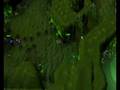 videos de Combat training Guide (afk)