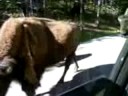 Bison Stampede in Yellowstone