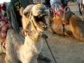 videos de CRAZY ASS CAMELS!!! hahaha in israel