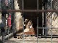 Wild Cats