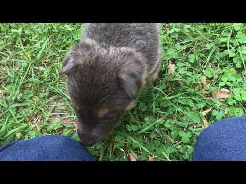 Kiaras Mr. Blueberry Pie Video 1