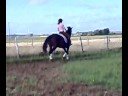 Dressage training 081006-1
