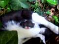Emma's kittehs - another video