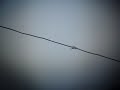 Sledless Line Rider 2