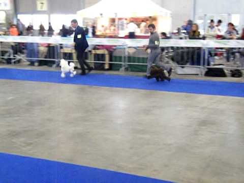 video allevamento tres jolie