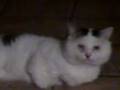 videos de carmelo 2.3gp