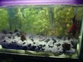 betta feeding