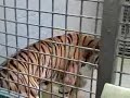 Mike the Tiger Arrives at new Habitat (Part I)
