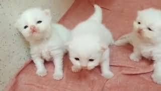 Persian kittens 10 days old , opened their eyes!!!!