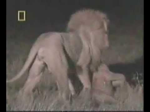 LION LION