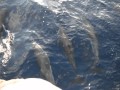 Sailing Central America 2011 - YouTube