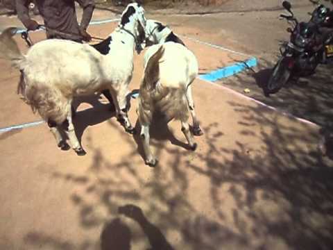 rajasthan goat farming - all goat is vry healthy my contract no. 919001952314.