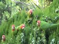 San Francisco Parrots Aug_2008