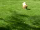 I play with my dog